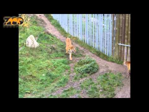 Seznamování Raji a Igora | Zoo Hodonín