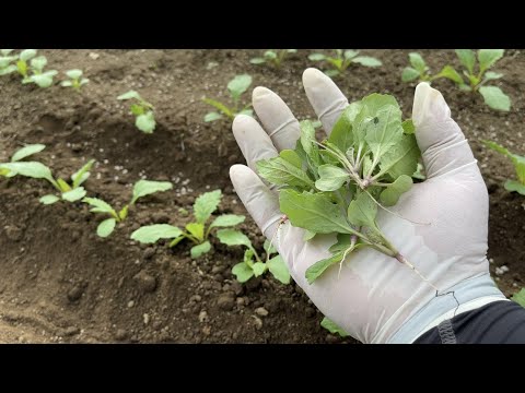 5月カブ、5月カブ 植物