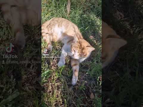 قطي المشاغب