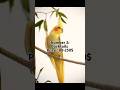 Top 5 Most Cheapest Parrots In The World. Part 1 #birds #top5parrots #viralshorts #trendingshorts