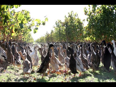 Cup o'Joe-Runner Ducks!