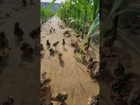 Amazing Trick Of Thailand's Farmers 🌾🐥