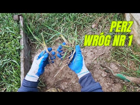 Jak zwalczać perz w ogrodzie. Skuteczne metody. Przywracam grządkę do stanu używalności