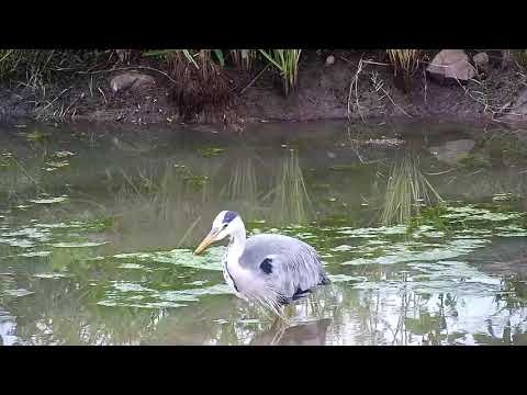 Djuma: Grey Heron - 06:31 - 03/18/20