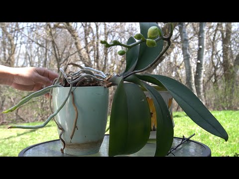 Repotting phalaenopsis orchid.