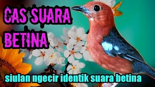 Download lagu SUARA ANIS MERAH BETINA, ampuh meningkatkan birahi burung jantan mp3
