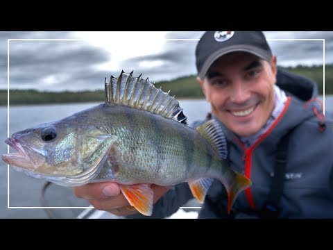 UNIWERSALNA TANIA wędka na OKONIA i SZCZUPAKA | #Vlog 146