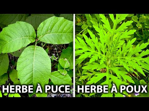 comment traiter l'herbe a puce