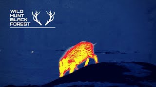 Ein Jahr Wärmebildtechnik auf der Jagd / WildHuntBlackForest