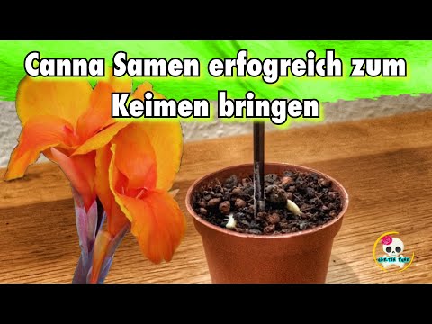Successfully germinate canna seeds / Grow canna seeds | Propagate cannas 🌸
