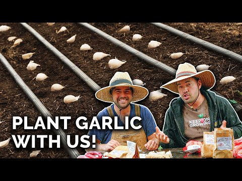 , title : 'Plant Garlic With Us: A Perfect Fall Crop!'