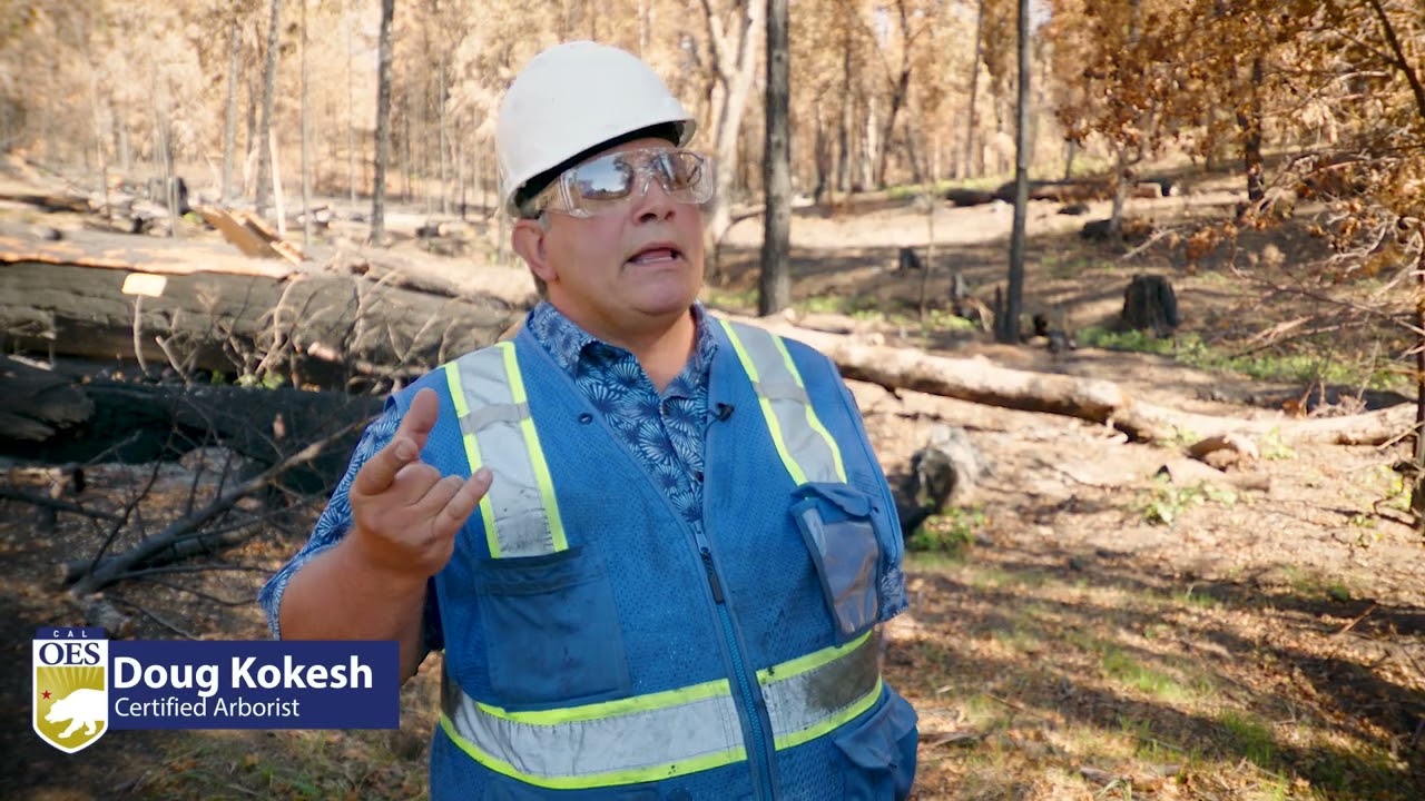 INSIDE LOOK - Assessing Hazard Trees After a Wildfire
