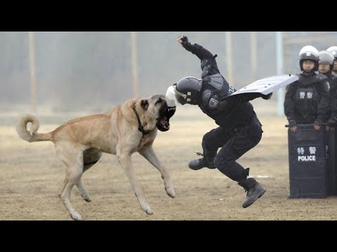 Kangal is too Dangerous to be in Police!