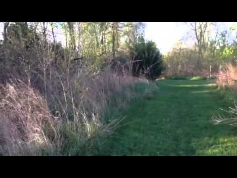 Cane Cutter Rabbit Race. Buck, Ruger & Sadie...4-25-2014