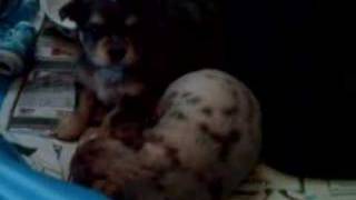 Teddy barks and growls