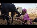 Viral Milk Making