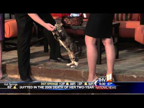 Remembering Joey the Garden Cat