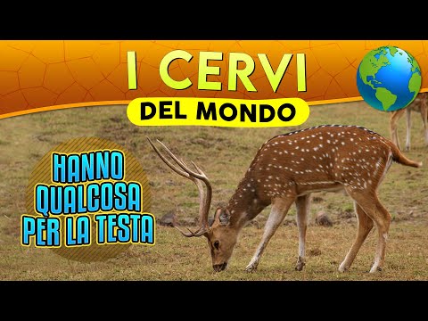 I Cervi del mondo: hanno qualcosa per la testa ► Puntata 94