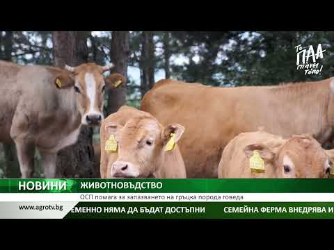 , title : 'ОСП помага за запазването на гръцка порода говеда'