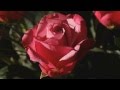 Релакс Цветы Хорошее настроение 