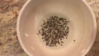 How To Grow a Kiwi Tree or Vine From Seed, Days 0-24