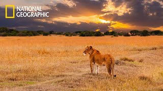 Download lagu Savannah Life Wild Africa | National Geographic Documentary 2023 mp3