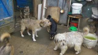 Dramat ludzi i zwierząt - potrzebna pomoc