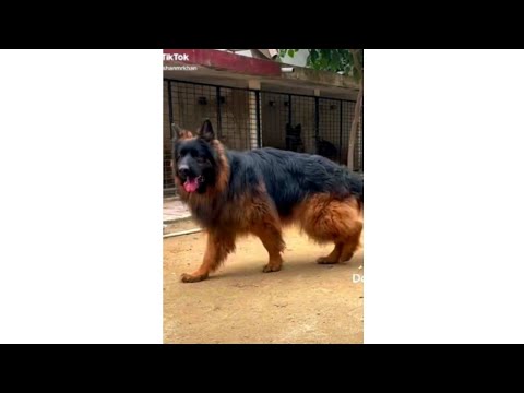 Atosh(FCI) Boy Import From Poland #germanshepherd #doglover