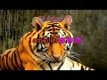 Sigma Rule 1 Sigma Rule Tiger