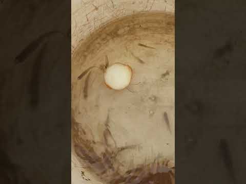 manera fácil y económica se mantener las mojarras vivas