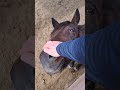 Special Moment Between Horse Owner
