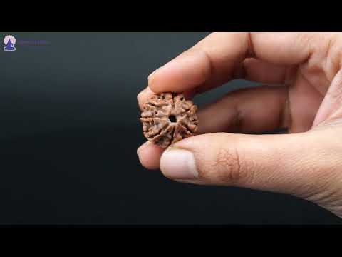 Rudraksha Product Image