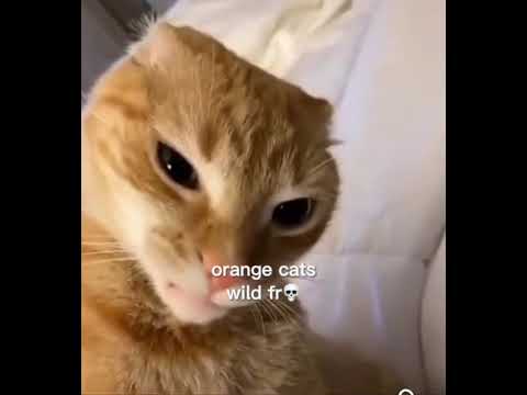Oranges cat be like💀💀😭😭