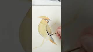 Cedar Waxwing Bird in Watercolor 💗