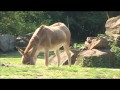 Dier In De Kijker Onager