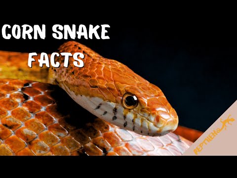 Cornsnake Teeth