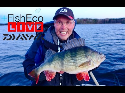 LIVEfishing with Kristian Keskitalo Team Daiwa!