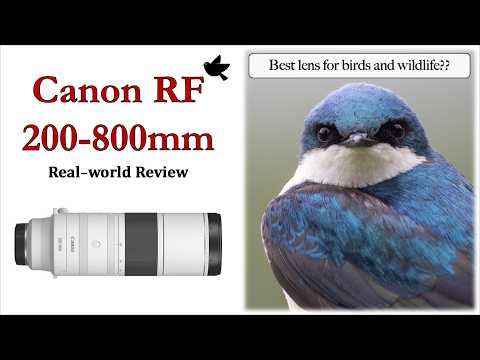 Canon RF 200-800mm Real-world Review - Best Lens for Birds and Wildlife?