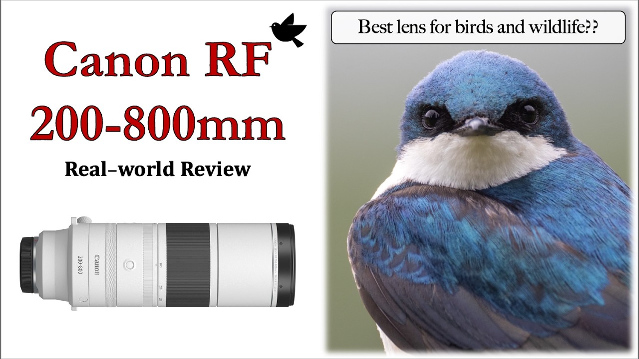 Canon RF 200-800mm Real-world Review – Best Lens for Birds and Wildlife?