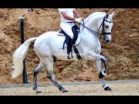Andalusian PRE stallion 2014 - 1,67 cm (#MP521)