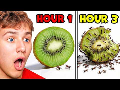 Ants vs Timelapses