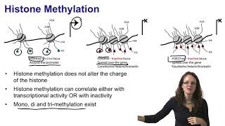 2.   Histone acetylation and histone methylation