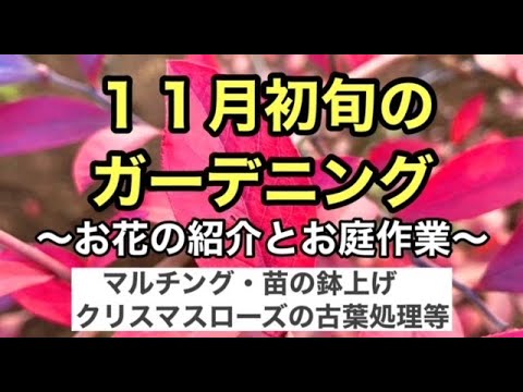 庭の冬の花ブロワリア