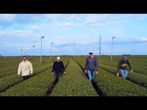 Omaezaki & Makinohara in Shizuoka