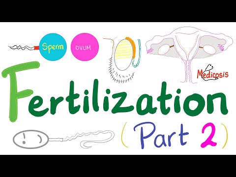 Fertilization (Part 2): Capacitation, Acrosomal Reaction, and Polyspermy Block