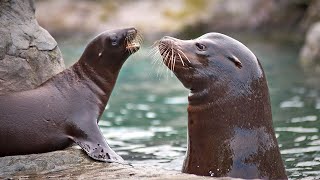 Adorable Baby Seal and His Mom | Baby Animals | Love Nature