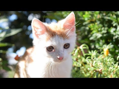 How to Calm Down a Kitten - Dealing with a Nervous Kitten