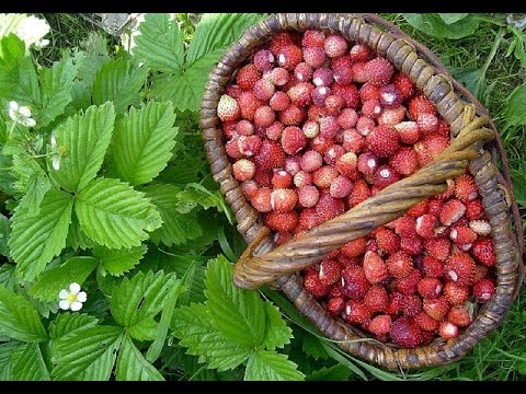 Сладка ягода - Поёт Юлия Боголепова