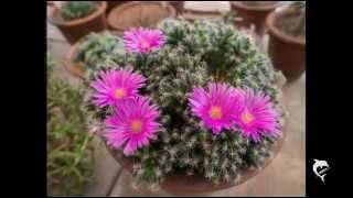 Fotos da Semana 27.JUN.2014 (2) (by VagnerK)