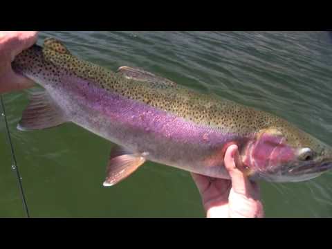 Dry fly action..Stillwater Rainbows